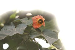 Hibiscus tiliaceus